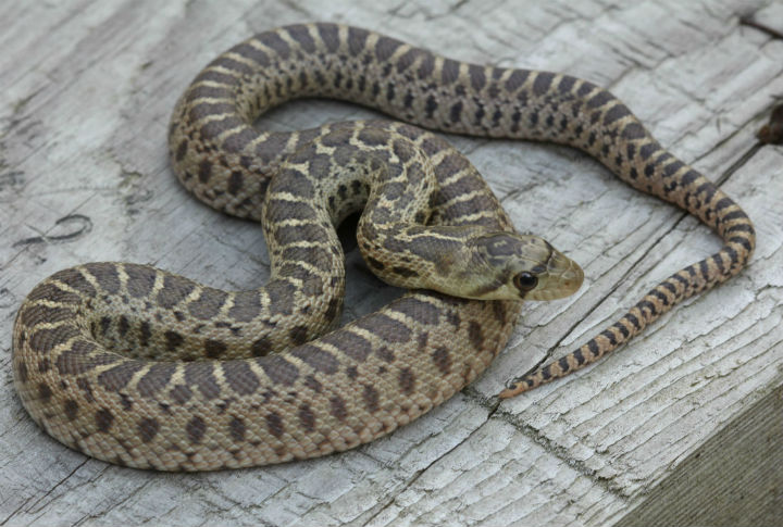 Pacific Gopher Snake